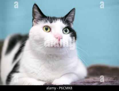 Eine schwarze und weiße inländischen Kurzhaarkatze ruht auf einer Decke Stockfoto