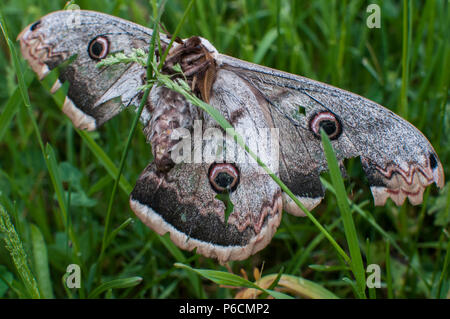 Saturnia pyri weibliche Riesen peacock Motte mit verletzten Flügel auf grünem Gras Wiese Hintergrund Stockfoto