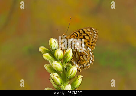 Ein Zerene Fritillary Schmetterling, Speyeria zerene, auf einer Wildblume in den Oregon Cascade Mountains. Stockfoto