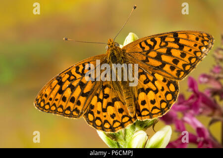 Dorsalansicht eines Western Meadow Fritillaryschmetterling, Boloria epithore, auf der frischen Knospen wildflower in der Cascade Mountains der zentralen Oregon Stockfoto