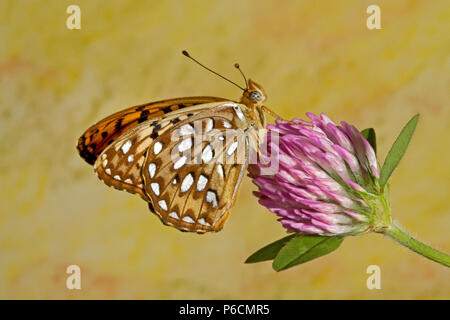 Porträt eines zerenen Fritillären Schmetterlings, Speyeria zerene, auf einer Wildblume im Metolius-Becken im Zentrum von Oregon. Stockfoto