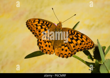 Porträt eines zerenen Fritillären Schmetterlings, Speyeria zerene, auf einer Wildblume im Metolius-Becken im Zentrum von Oregon. Stockfoto