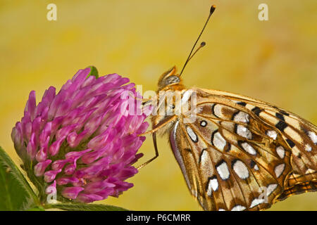 Porträt eines zerenen Fritillären Schmetterlings, Speyeria zerene, auf einer Wildblume im Metolius-Becken im Zentrum von Oregon. Stockfoto