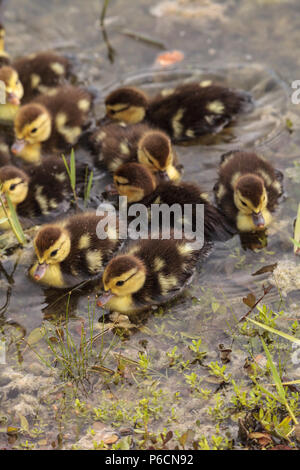 Große Herde von Baby Muscovy entenküken Cairina moschata drängen sich in einem Teich in Naples, Florida im Sommer. Stockfoto
