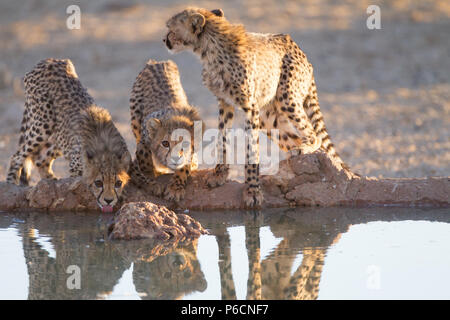 Cheetah Cubs Trinkwasser aus einem Teich Stockfoto