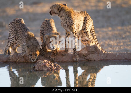 Cheetah Cubs Trinkwasser aus einem Teich Stockfoto