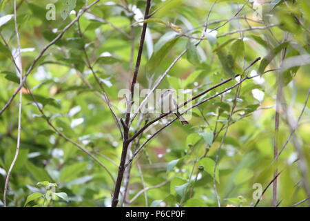 Blue-winged Minla (Siva cyanouroptera orientalis) in Da Lat, Vietnam Stockfoto