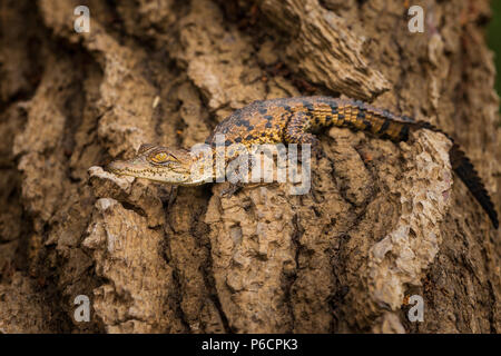 Juvenile Amerikanische Krokodil, Crocodylus acutus, auf einem Baumstamm am See der Gatun See, Republik Panama. Stockfoto