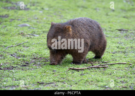 Gemeinsame wombat walking Seite in Wildlife Park Tasmanien Australien Stockfoto