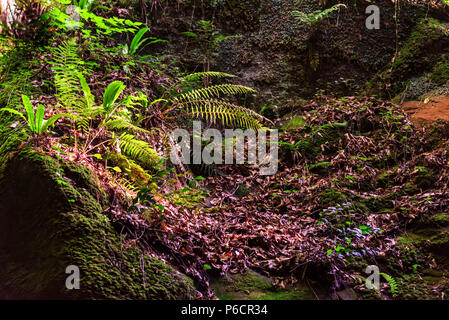 Grünen Farn und Laub im Wald Stockfoto