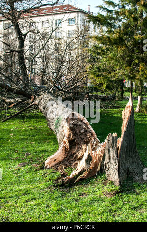 Gefallenen großen Baum im Stadtpark aufgrund starker Sturm Stockfoto