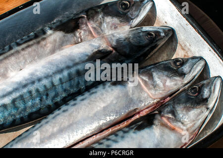 Ozean raw ganze Makrele fischen verwendet in Stahl emailliert Fach vorbereitet für das Kochen Stockfoto