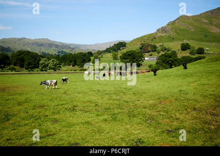 Kühe in Felder und Hügel in der Nähe von Grasmere mit Helm crag rechts im Lake District, Cumbria England Großbritannien Stockfoto