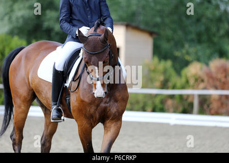 Sport Horse Portrait während der Dressur unter dem Sattel. Ein unbekannter Kandidat Fahrten an dressurpferd Veranstaltung indoor im Reiten Boden Stockfoto