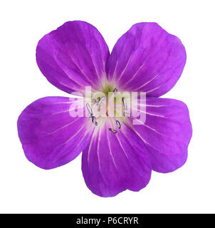 Wald-storchschnabel (Geranium sylvaticum) auf die weiße isoliert Stockfoto