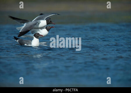 UNITED STATES: Juni 28, 2018; Laughing Gull:: Larus atricilla, Ocracoke Island North Carolina. Foto von Douglas Graham/WLP Stockfoto