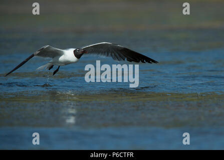 UNITED STATES: Juni 28, 2018; Laughing Gull:: Larus atricilla, Ocracoke Island North Carolina. Foto von Douglas Graham/WLP Stockfoto