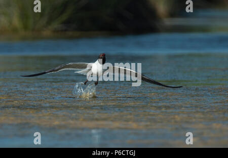 UNITED STATES: Juni 28, 2018; Laughing Gull:: Larus atricilla, Ocracoke Island North Carolina. Foto von Douglas Graham/WLP Stockfoto