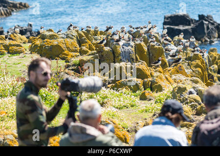 Fotografen Fotos von Papageientaucher auf der Insel, Schottland, UK Stockfoto