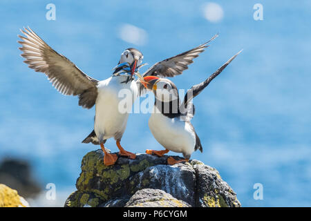 Atlantic Papageientaucher über Sand Aale fischen bekämpfen - Insel, Anstruther, Schottland, Großbritannien Stockfoto