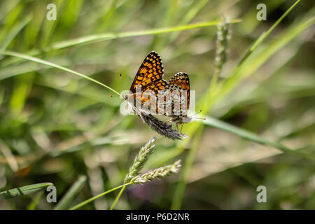 Zwei sich paßende Glanville-Frieslinge (lateinischer Name Melitaea cinxia) in Bulgarien Stockfoto