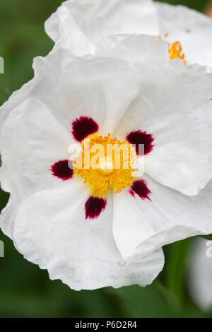 Cistus x Laxus jetzt Weiß'. Rock Rose's jetzt Weiß' in einen Englischen Garten im Juni. Großbritannien Stockfoto