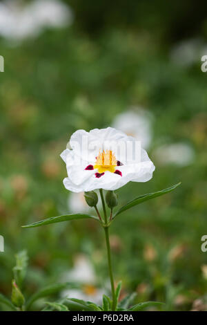 Cistus x Laxus jetzt Weiß'. Rock Rose's jetzt Weiß' in einen Englischen Garten im Juni. Großbritannien Stockfoto