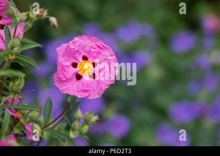 Cistus x purpureus. Lila blühenden Felsen in einen Englischen Garten im Juni gestiegen. Großbritannien Stockfoto