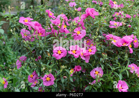 Cistus x purpureus. Lila blühenden Felsen in einen Englischen Garten im Juni gestiegen. Großbritannien Stockfoto