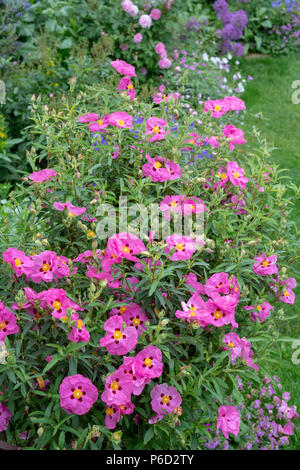 Cistus x purpureus. Lila blühenden Felsen in einen Englischen Garten im Juni gestiegen. Großbritannien Stockfoto