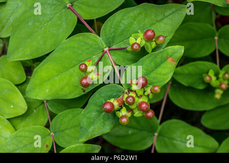 Red jungen Früchte von Hypericum androsaemum Stockfoto