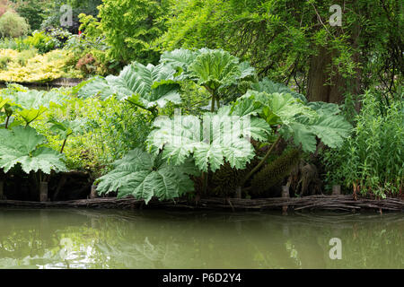 Gunnera Dolmetsch, riesige Rhabarber Blätter im Juni in einem Teich an RHS Wisley Gardens, Surrey, England Stockfoto