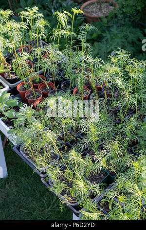 Härten aus jungen Kosmos Pflanzen in Schalen im Frühjahr. Großbritannien Stockfoto