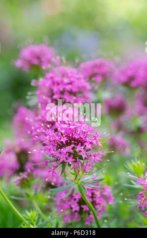 Phuopsis Stylosa. Kaukasische Crosswort Blumen Stockfoto