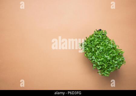 Microgreens Junge frische Triebe von Topfpflanzen Brunnenkresse auf braunem Hintergrund. Gartenbau gesunde Pflanzliche Ernährung Food garnieren Konzept. Im minimalistischen Stil. Stockfoto