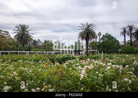 El Rosedal Rose Park am Bosques de Palermo (Palermo Woods) - Buenos Aires, Argentinien Stockfoto