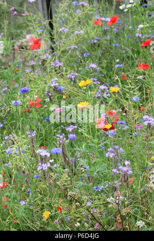 Wildblumen in Holland Stockfoto