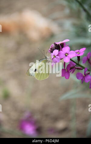 Wildblumen in Holland Stockfoto