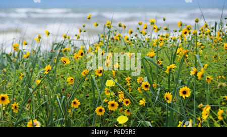 Gelb wilde Blumen wachsen auf Strand Dünen mit blauem Himmel und Wellen im Hintergrund Stockfoto