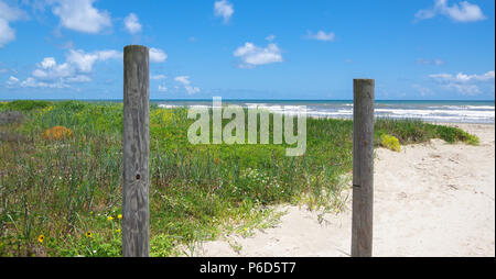 Sandigen weg Wicklung unten zum Strand Vergangenheit Feld mit wild wachsenden Blumen Stockfoto