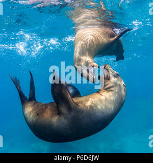 Braun Kalifornischen Seelöwen Spielen an den Los Islotes, Meer von Cortez (zalophus californianus) Stockfoto