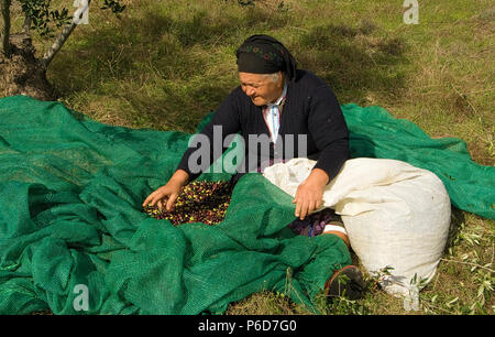 Griechenland, Ägäische Inseln, Insel Karpathos, in Olympos Frauen verbringen ihre Tage Olivenernte und Sortieren Stockfoto