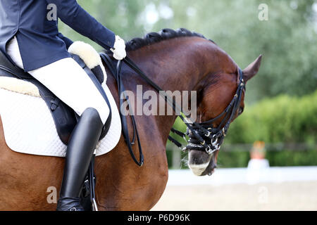 Sport Horse Portrait während der Dressur unter dem Sattel. Ein unbekannter Kandidat Fahrten an dressurpferd Veranstaltung indoor im Reiten Boden Stockfoto