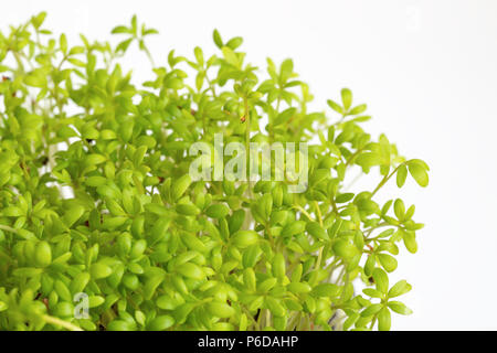 Helle grüne Gartenkresse (Lepidium sativum) auf Weiß Stockfoto