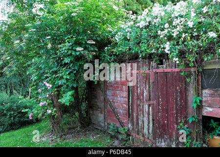 Rosa filipes Kiftsgate weiße Rose, die sich über einem alten Eisenbahnwaggon-Schuppen und einer Holunderblume im ländlichen Carmarthenshire Dyfed West Wales UK KATHY DEWITT schlängelt Stockfoto