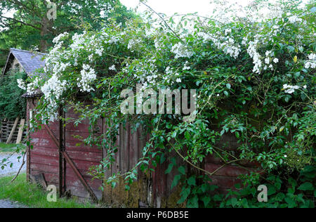 Rosa filipes Kiftsgate weiße Rose Wandern über einen Eisenbahnwaggon im Juli Garten rural Carmarthenshire Dyfed West Wales UK KATHY DEWITT vergossen Stockfoto