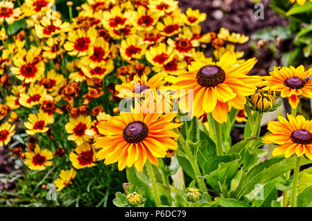 Black Eyed Susan (auch bekannt als rudbeckien) und fröhlichen Coreopsis Stauden im Sommergarten Stockfoto