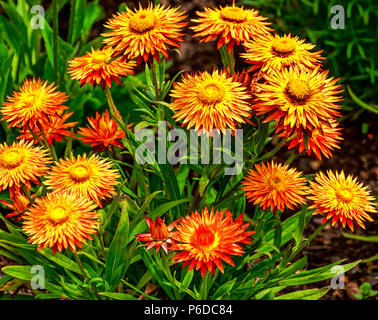 Xerochrysum Bracteatum, allgemein bekannt als das goldene ewig oder strawflower Stockfoto