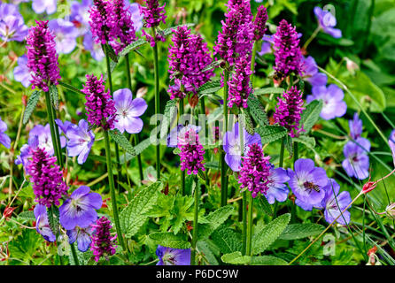 Stachys monnieri Hummelo mehrjährige krautige Pflanze und Geranium robertianum, allgemein bekannt als Herb-Robert Stockfoto