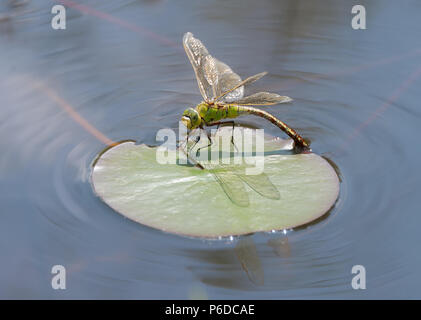 Frau Kaiser, Dragonfly, Anax imperator, auf einer Seerose Blatt ihre Eier im Wasser von einem Gartenteich, Rheinland, westlich von Deutschland Stockfoto